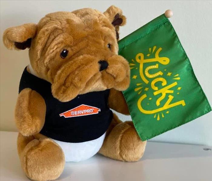 Picture of stuffed bulldog in a SERVPRO shirt holding a green flag that says 