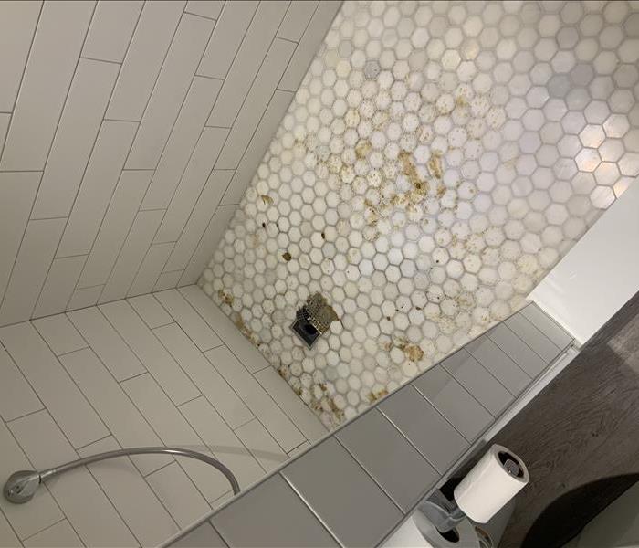 Shower stall with fecal matter on flooring.