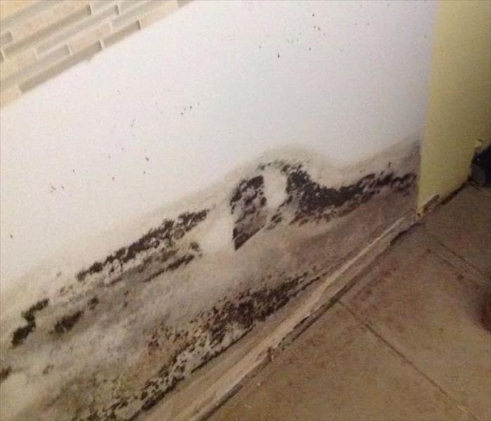 Visible mold growing on drywall behind kitchen cabinets.