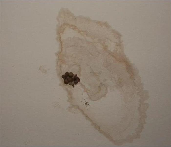 Mold and mushroom colony on ceiling
