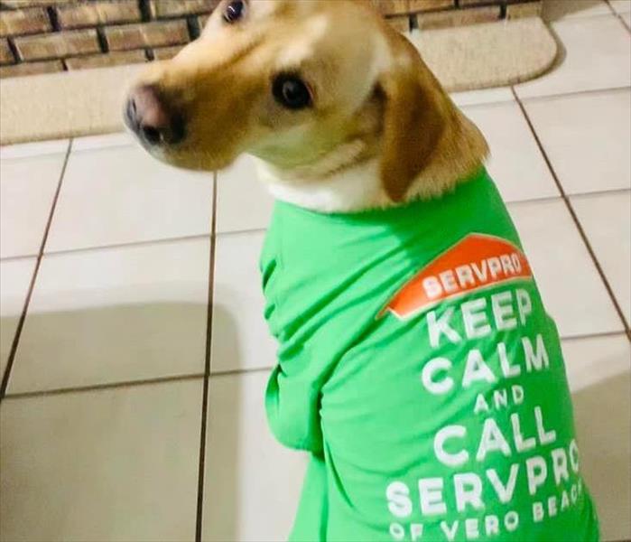 Dog wearing SERVPRO of Vero Beach shirt