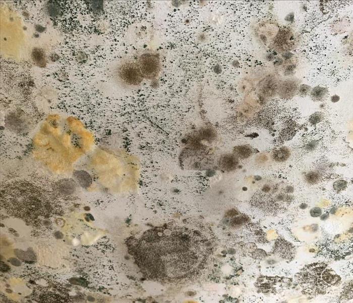 Different colors of mold- yellow, black, brown covered on a wall