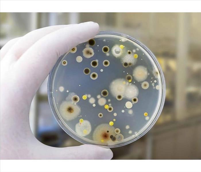 Hand wearing white glove holding up a petri dish with visible mold spores. 