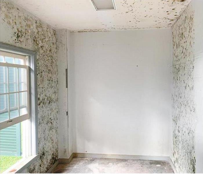 Bedroom with large amounts of mold growing on the walls. 